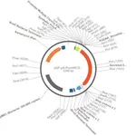 Merck PSF-PA-PROMMCS-SEAP - NO PROMOTER (MCS) SEAP PLASMID