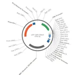 Merck PSF-CMV-DELTA-D78NCOI - START CODON (NCOI) DELETED PLASMID
