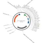 Merck PSF-OXB20-NH2-PELB - PELB SECRETION PLASMID