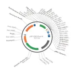Merck PSF-CMV-PURO-NH2-V5-TEV - N-TERMINAL V5 TAG MAMMALIAN PLASMID
