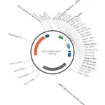 Merck PSF-OXB20-NH2-HIS6 - N-TERMINAL 6 HIS TAG MAMMALIAN PLASMID