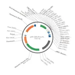 Merck PSF-CMV-PURO-NH2-HIS6 - N-TERMINAL 6 HIS TAG MAMMALIAN PLASMID