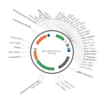 Merck PSF-CMV-PURO-NH2-V5 - N-TERMINAL V5 TAG MAMMALIAN PLASMID
