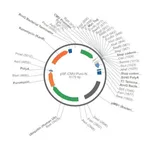 Merck PSF-CMV-PURO-NH2-CMYC - N-TERMINAL C-MYC TAG MAMMALIAN PLASMID
