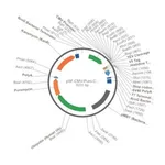 Merck PSF-CMV-PURO-COOH-TEV-V5-6HIS - C-TERMINAL 6 HIS AND V5 DUAL TAG MAMMALIAN PLASMID