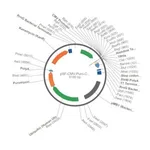 Merck PSF-CMV-PURO-COOH-10HIS - C-TERMINAL 10HIS TAG MAMMALIAN PLASMID