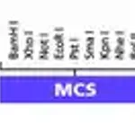 Merck pPolh-FLAG-2 Transfer Vector