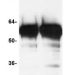Merck Chromatin Immunoprecipitation (ChIP) Assay Kit