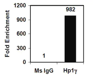 Merck Magna ChIP A/G Chromatin Immunoprecipitation Kit