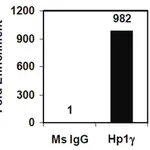 Merck Magna ChIP A/G Chromatin Immunoprecipitation Kit