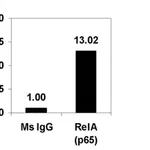 Merck ChIPAb+ NFκB p65 (RelA) - ChIP Validated Antibody and Primer Set