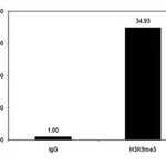 Merck ChIPAb+ Trimethyl-Histone H3 (Lys9) - ChIP Validated Antibody and Primer Set