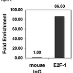 Merck ChIPAb+ E2F-1 - ChIP Validated Antibody and Primer Set