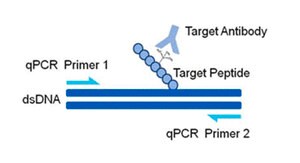 Merck AccuChIP Unmodified-Histone H3 (Lys4) Chromatin Immunoprecipitation Internal Control