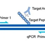 Merck AccuChIP Unmodified-Histone H3 (Lys4) Chromatin Immunoprecipitation Internal Control
