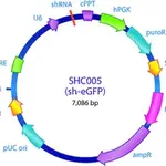Merck MISSION pLKO.1-puro eGFP shRNA Control Plasmid DNA