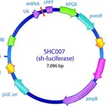 Merck MISSION pLKO.1-puro Luciferase shRNA Control Plasmid DNA