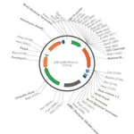 Merck PSF-CMV-PURO-COOH-TEV-MBP - C-TERMINAL MBP TAG MAMMALIAN PLASMID