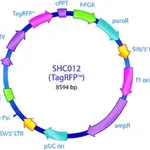 Merck MISSION pLKO.1-puro-CMV-TagRFP Positive Control Transduction Particles