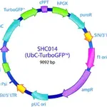Merck MISSION pLKO.1-puro-UbC-TurboGFP Positive Control Transduction Particles