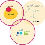 Merck SAM CRISPRa Helper Construct Kit Plasmid DNA