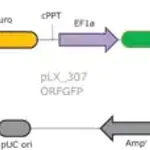 Merck MISSION TRC3 ORF GFP DNA Control