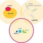 Merck MS2-P65-HSF1-Hygromycin SAM CRISPRa Helper Construct 2 Plasmid DNA