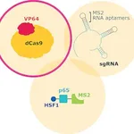 Merck dCas9-VP64-Blasticidin SAM CRISPRa Helper Construct 1 Plasmid DNA