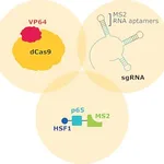 Merck Mouse Whole Genome SAM CRISPRa Pooled Lentiviral Library Kit Zeo