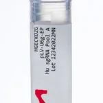 Merck Gecko2 Human Whole Genome CRISPR Pool, gRNA Only Lenti Particles (Gecko2 vector)