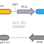 Merck MISSION TRC3 ORF BFP Lentivirus High Titer Control