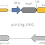 Merck CRISPR-Lenti Human HPRT1 Positive Control Transduction Particles