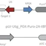 Merck Lenti CRISPR Universal Non-Target Control#1 Plasmid DNA (LV04 vector)