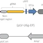 Merck Lenti CRISPR Non-Target gRNA Control Transduction Particles, High Titer (LV02 vector)