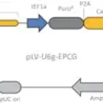 Merck CRISPR-Lenti Non-Target Control High Titer Transduction Particles