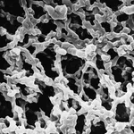 Merck MF-Millipore Membrane Filter, 0.22 µm pore size