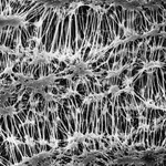 Merck Fluoropore Membrane Filter