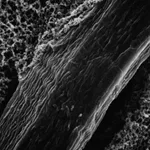 Merck Reinforced Membrane Filter