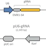 Merck CRISPR Human EMX1 Positive Control