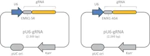 Merck CRISPR Nickase EMX1 Positive Control