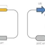Merck CRISPR Nickase EMX1 Positive Control