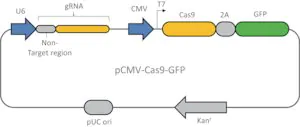Merck CRISPR UNIVERSAL NEGATIVE CONTROL 3