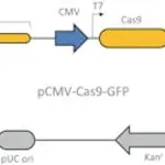 Merck CRISPR UNIVERSAL NEGATIVE CONTROL 3