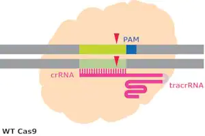 Merck Cas9 Protein