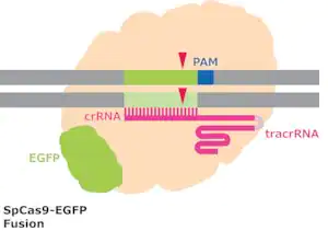 Merck Cas9-GFP Protein
