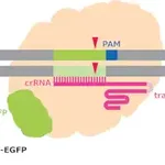 Merck Cas9-GFP Protein
