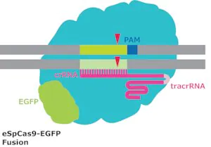 Merck eSpCas9-GFP Protein