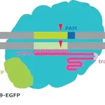 Merck eSpCas9-GFP Protein