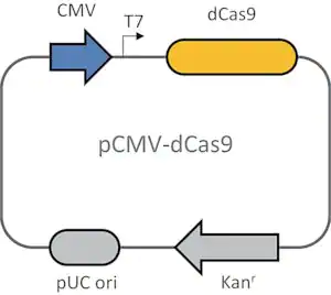 Merck Dead Cas9 plasmid