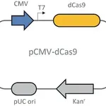 Merck Dead Cas9 plasmid